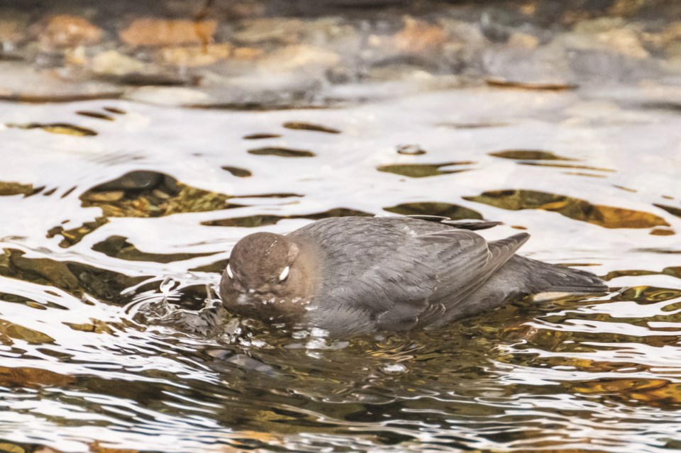 Naturespeak: The American dipper—a small swimming crow?